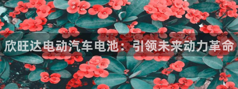 优发国际是大平台吗还是小平